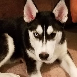 Meet your Posher, Nancy